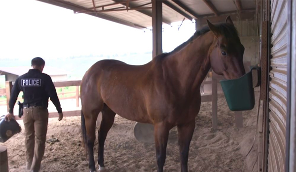 A horse in the Working Horse Patrol at Vandenberg Air Force Base gets fed and groomed before it gets to work.